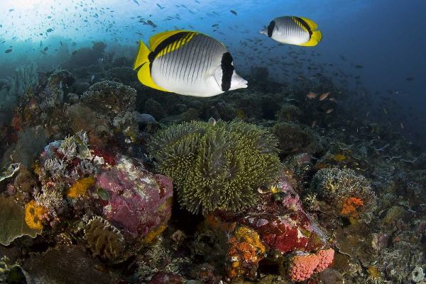 Indonesia, Komodo NP Lined butterflyfish